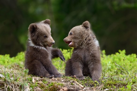 California’s wildlife has diagnosed neurological diseases in bear cubs that have been friendly to humans. 