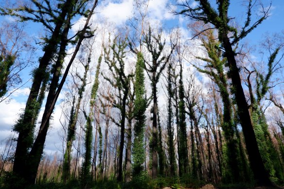 Post-fire forests in Rich Forest, east of Orbost in East Gippsland.