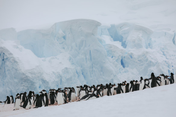 Penguin parade ... Neko Harbour shore excursion.