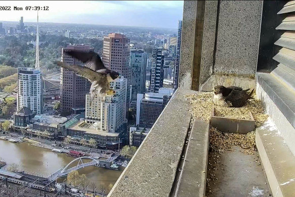 Two peregrine falcons with male (left) and new female (right) on their Collins Street ledge.