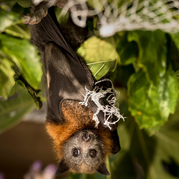 A flying fox hangs tangled in fruit-tree netting.