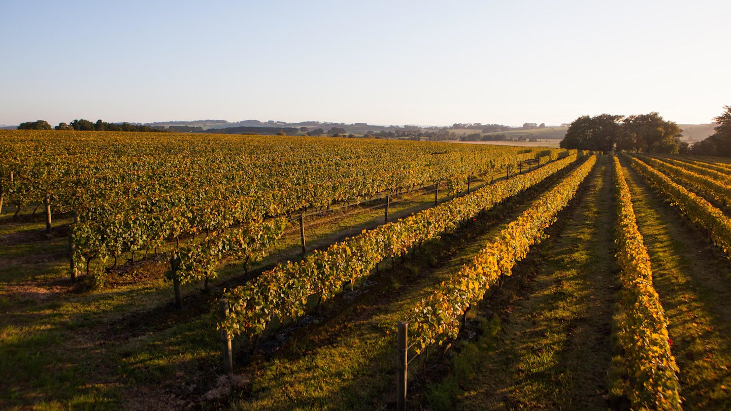 Gippsland winery Bass Phillip has been sold to investors