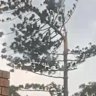 A tree in Lutwyche, in Brisbane’s north, was struck by lightning during Wednesday’s storm.