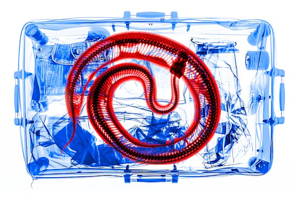 An illustration of a snake found in hand luggage.