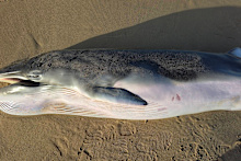 The whale has been taken away for testing to see if it was infected with bird flu.