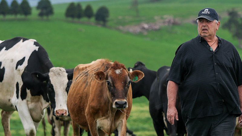 This 345-kilometre undersea power cable will power Victoria but may ruin dairy farmers