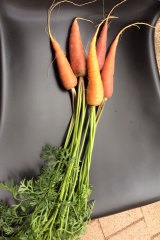 Heirloom carrots from Canberra City Farm.