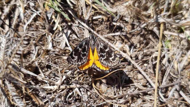A female golden sun moth at Macgregor.