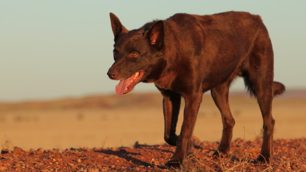 Koko, who starred in the hit Red Dog, is now the subject of his own film which will be in cinemas later this year.