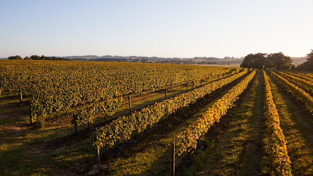 Bass Phillip vineyards at Leongatha in Victoria.