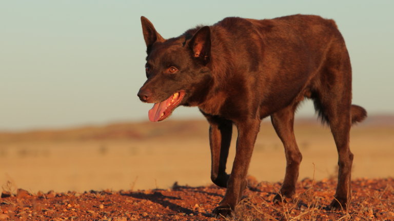 Extraordinary Final Red Dog Film Pays Tribute To A Beloved Kelpie