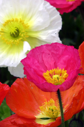 Autumn is the time to plant poppies.