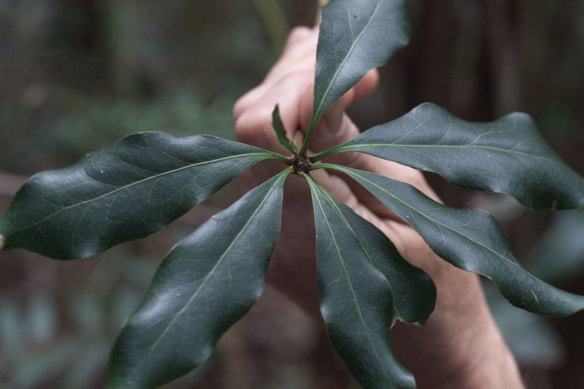 Robert Kooyman, the ecologist who discovered and documented the nightcap oak, is pictured with one of the  tree's leaves.