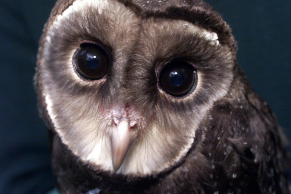 About a quarter of Victoria's sooty owls have been lost.