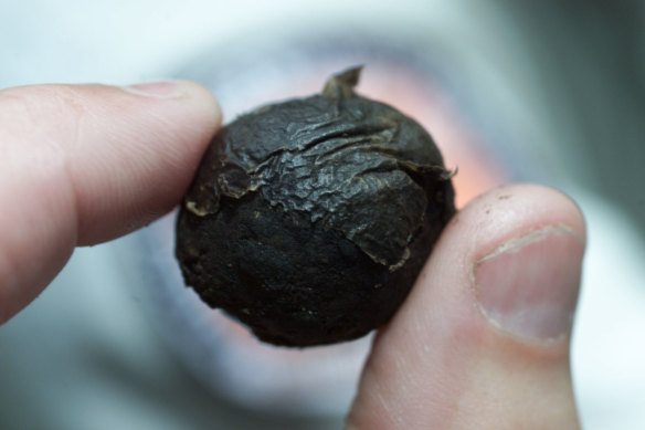 Ecologist Robert Kooyman with one of the dried seeds of the nightcap oak.