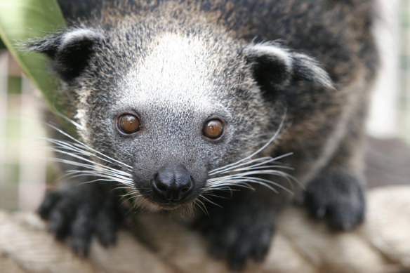 British scientists say they have found antibacterial viruses in binturongs, such as this one from Melbourne Zoo .