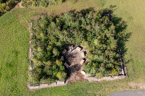 A tiny forest 12 months after planting at Teralba Public School in Lake Macquarie.