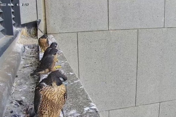 Four young falcons prepare to take their first flights last week. One of them has since been put down after being found with severe spinal injuries on Monday.