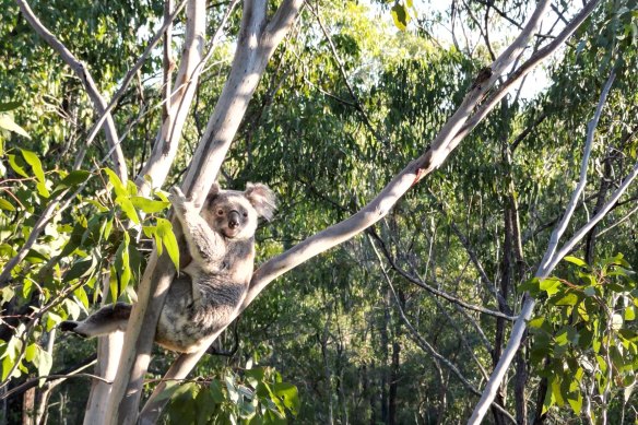 A koala spotted in Woogaroo forest by one of the campaigners. Assessment of the forest before the Kalina estate was built found little evidence of koalas living there. 