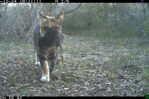 Cats kill