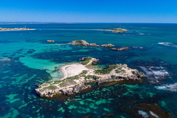 Penguin Island is in the Shoalwater Islands Marine Park and is home to Rockingham’s logo, the little penguin.  