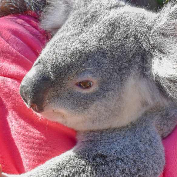 How do we save koalas?