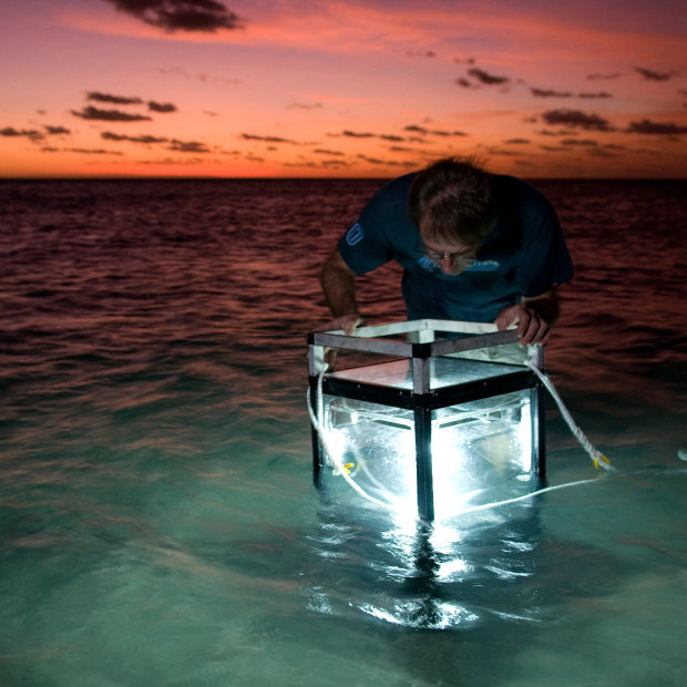Museum of Tropical Queensland researcher Neil Bruce studying specimens in a lighted aquarium on Lizard Island Reef.