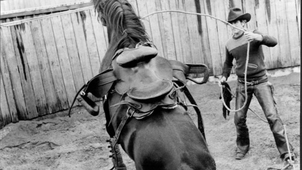 Master at work: Max Crockett works a horse at Randwick.