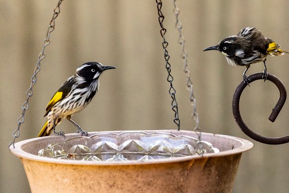 Moyne Hahnel made sure the birds that visited her garden had enough to drink.