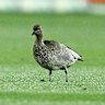 The culprit: Ducks created a health hazard ahead of the inaugural Gather Round.