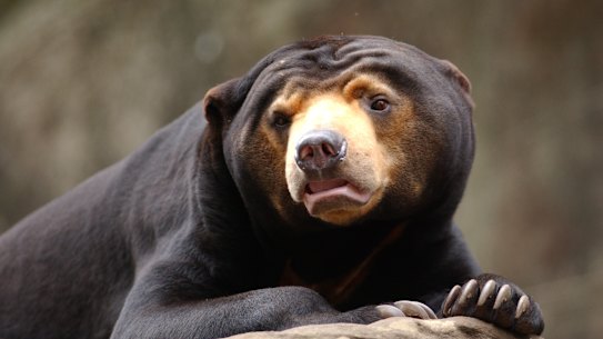 Taronga’s resident Sun Bear Mr Hobbs as a cub.