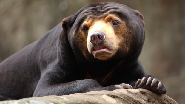 ‘He will live on forever’: Beloved Taronga Zoo sun bear dies