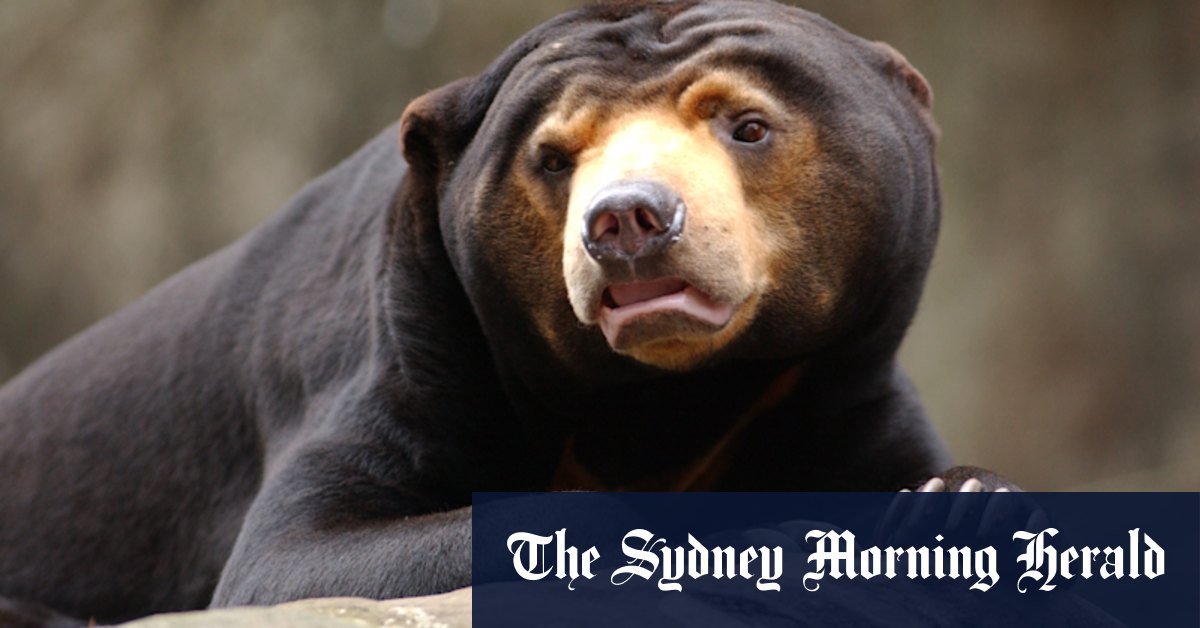 'He will live on forever': Beloved Taronga Zoo sun bear dies - Vimarsana News
