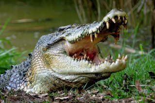 The crocodile: "The rest of the world sees Australia as this exotic frontier with the deadliest animals".