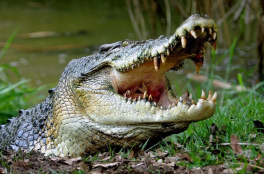 The crocodile: "The rest of the world sees Australia as this exotic frontier with the deadliest animals".
