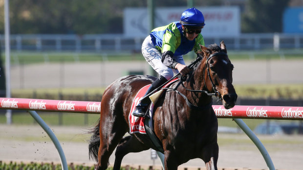 Danny Laws is hoping Tiffany's Lass can take a step towards an unlikely Melbourne Cup berth.