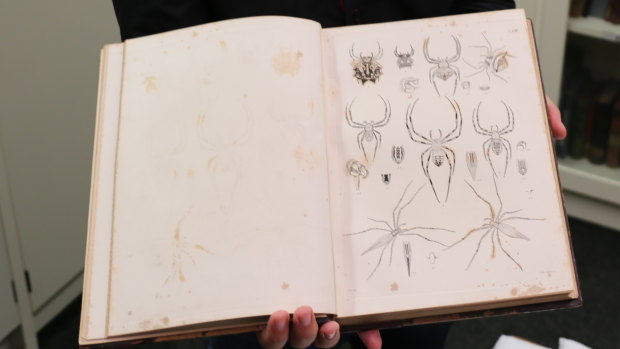 The catalogue has descriptions and  sketches of spiders drawn  in the 1860s.