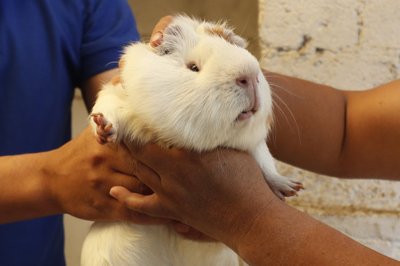 Maria del Carmen Pilapana chooses a guinea pig at a farm in San Jose de Taboada, Ecuador.