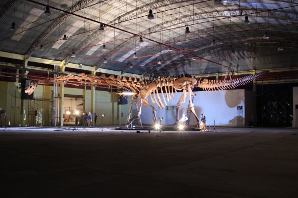The Patagotitan skeleton being assembled at the Queensland Museum.