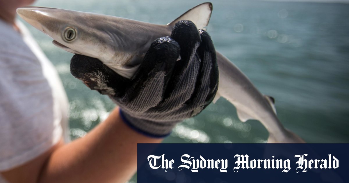 Sharks test positive to high levels of cocaine off the coast of Brazil