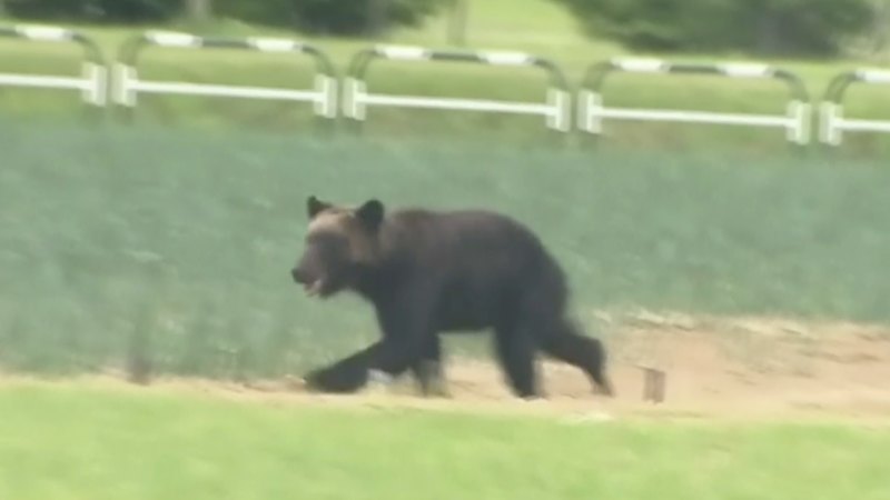 Japan calls in the army after 10 people killed by bears