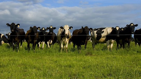 Trials of new technology to stop cows’ burps contributing to global warming will get under way. 