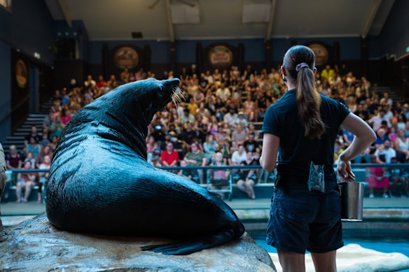 A large seal and its handler giving a demonstration at Sea Life Sunshine Coast.