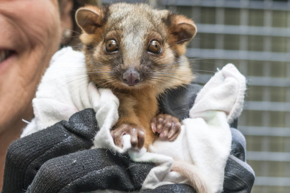A baby ringtail possum.