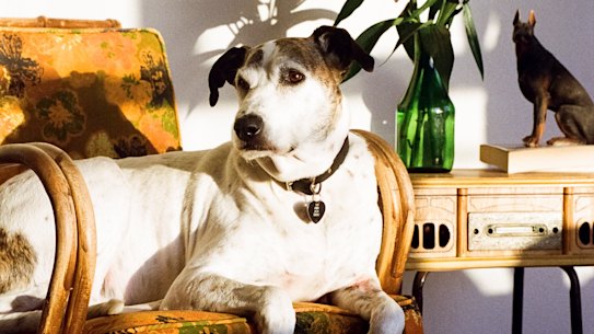 Briohny Doy’s beloved dog, Baby.