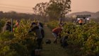 An early morning in the Kiss vineyard, hand-picking Shiraz.