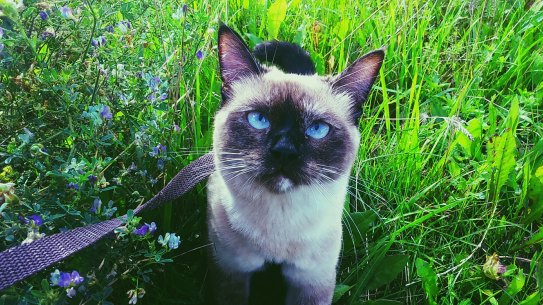 Animal-welfare groups have reservations, warning that some owners seem to think moggies on leads can be trained to trot obediently behind them, like dogs.