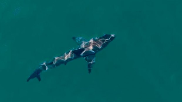 The shark spotted by a drone in the moments after the attack at Coogee on Saturday.