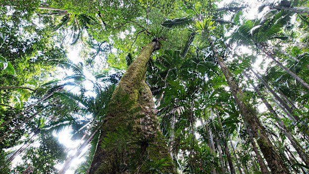 A rainforest giant at Terania Creek in the Nightcap National Park.