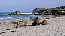 Conservationists have expressed fears about a suspected case of the virus at Seal Bay on Kangaroo Island.